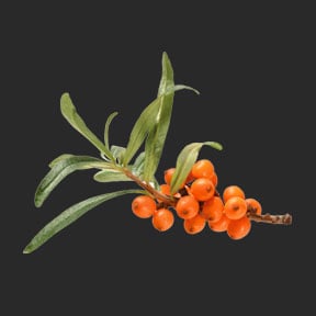 Ina Labs Ingredient